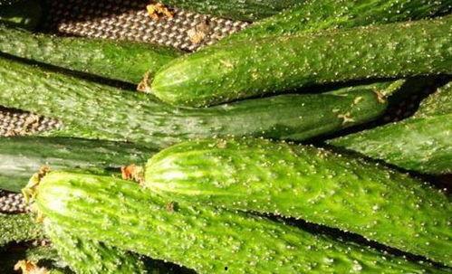 穷吃菜富吃瓜,品味生活变迁的美食之旅 第2张 穷吃菜富吃瓜,品味生活变迁的美食之旅 第2张